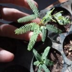 plantas nativas del ecoparque