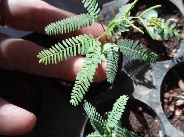 plantas nativas del ecoparque