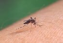 Coahuila refuerza la lucha contra el dengue ante alerta de la OMS: “El virus ha cambiado y ahora está en todos lados”