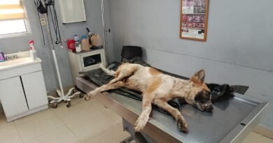 Salud municipal rescata a perrito con graves lesiones en la Carretera 30